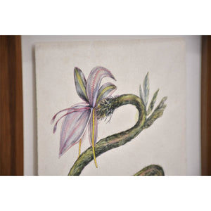 Serpent-fleur (Lilium serpentes) — 10” x 10,5”