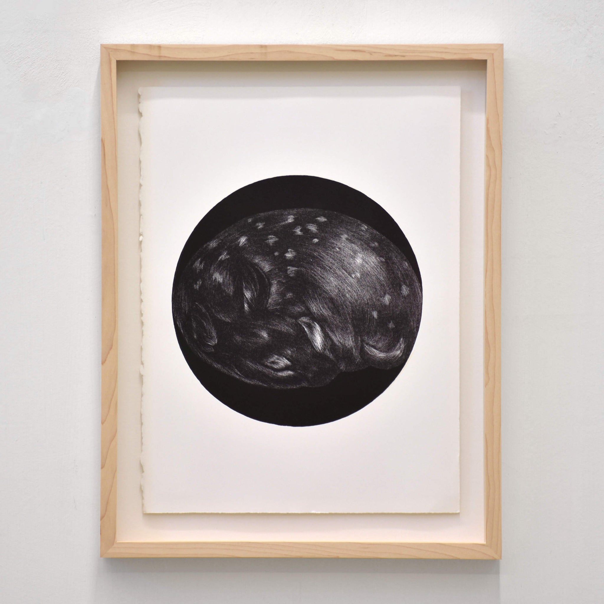 Biche, par Julie Bellavance. Lithographie avec chine-collé sur papier BFK Rives blanc, 11” x 15”, 2019. Dessin d’un faon endormi en noir et blanc.