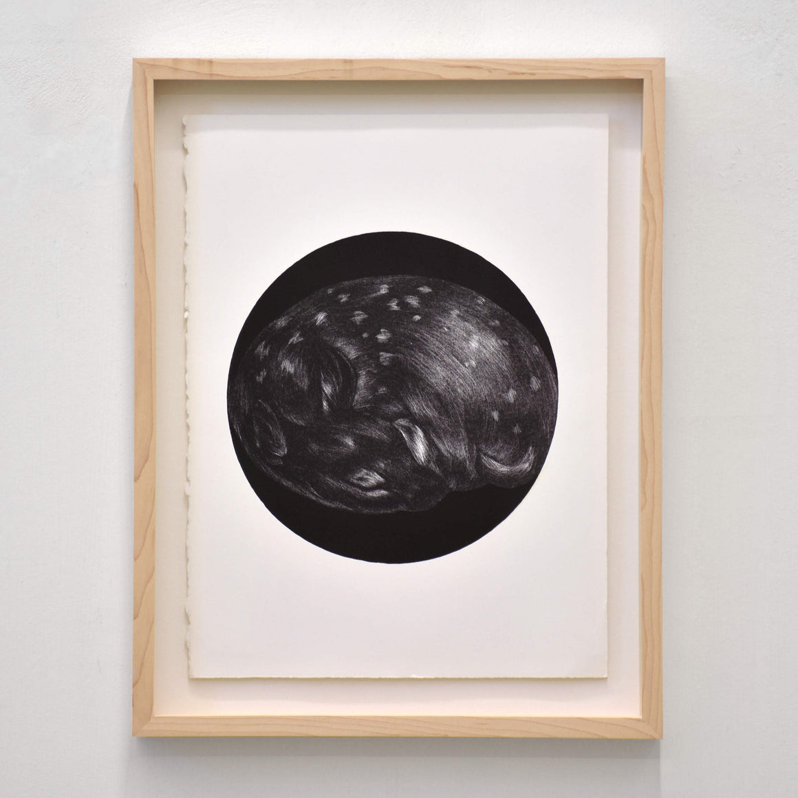 Biche, par Julie Bellavance. Lithographie avec chine-collé sur papier BFK Rives blanc, 11” x 15”, 2019. Dessin d’un faon endormi en noir et blanc.