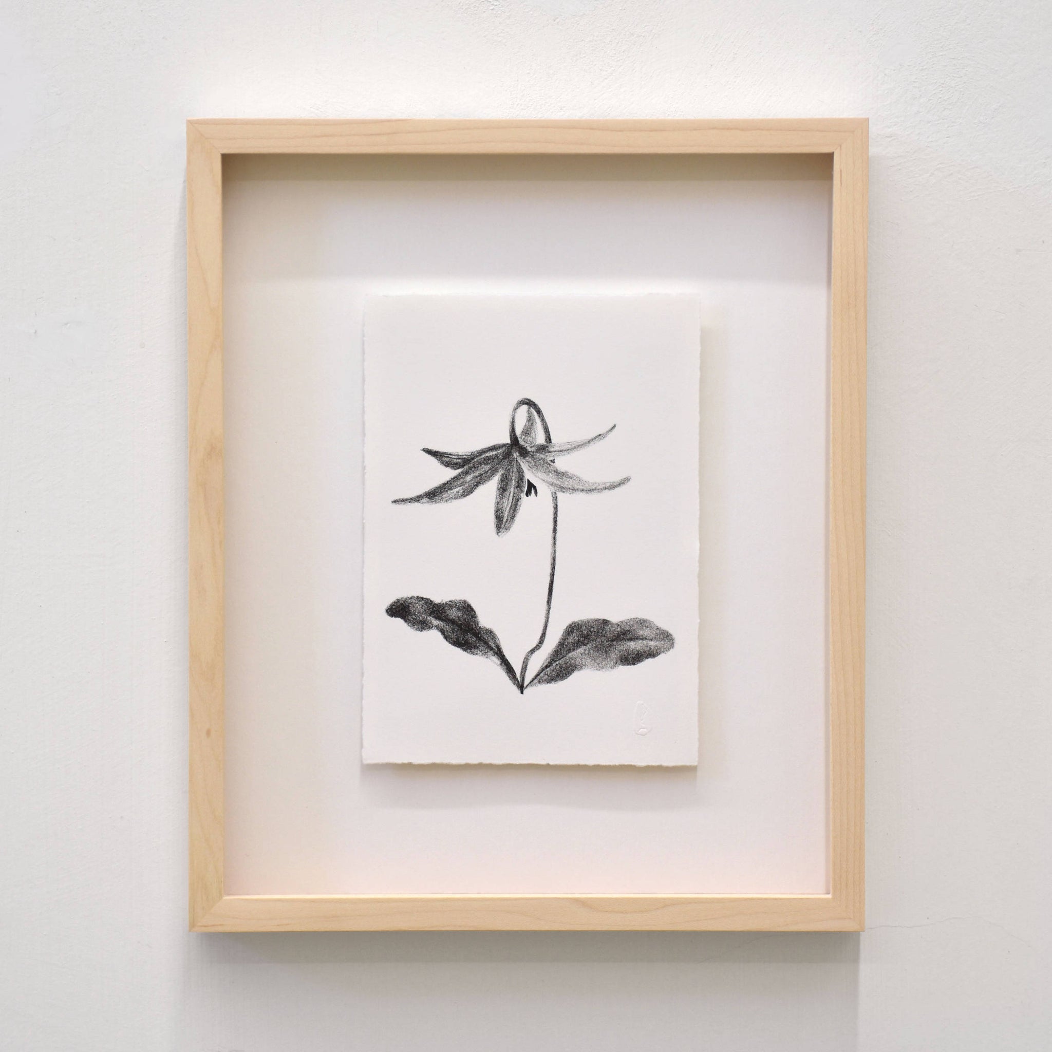 Erythronium, par Julie Bellavance. Dessin d’une fleur du printemps des Jardins de Métis. Lithographie, tirage limité. Noir sur blanc.
