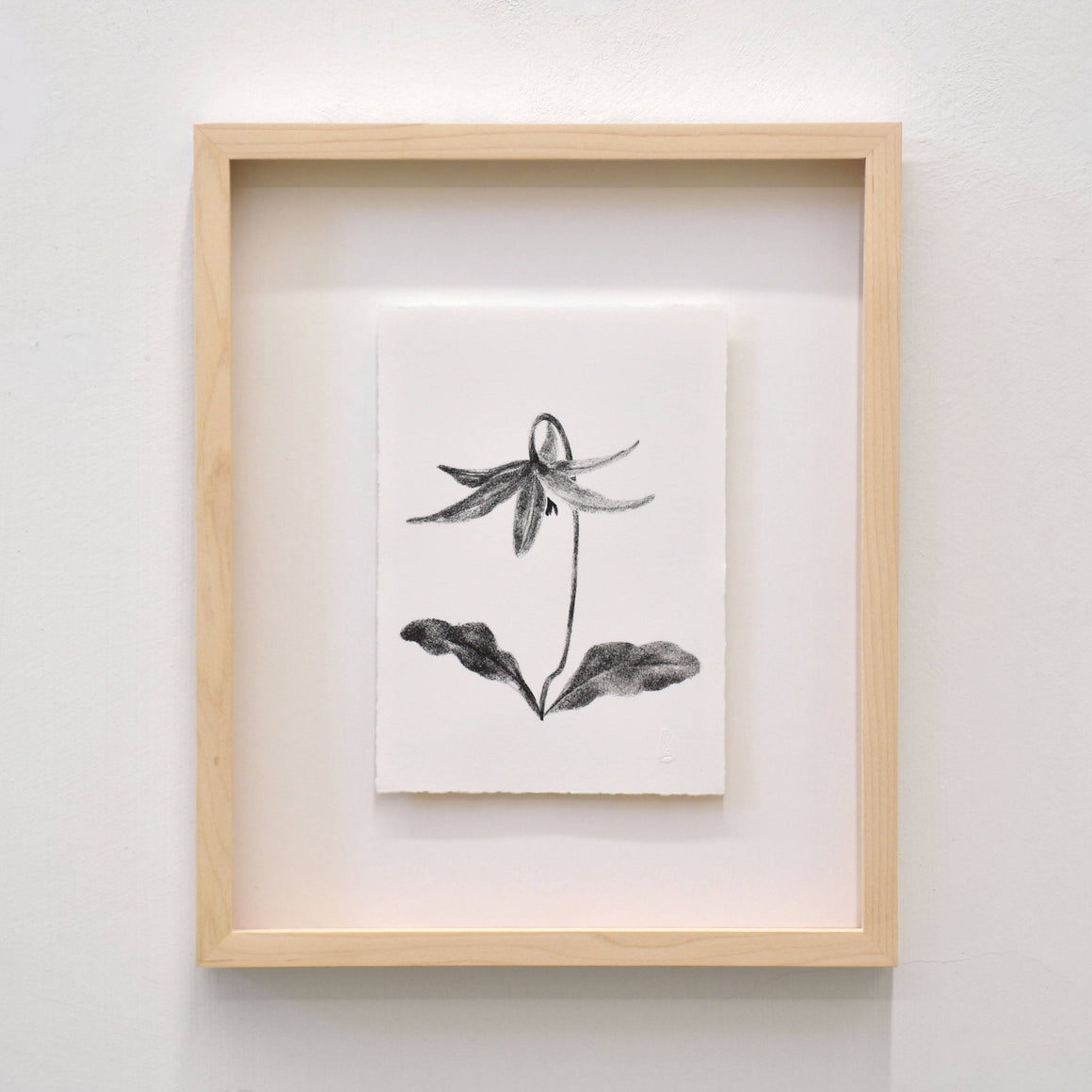 Erythronium, par Julie Bellavance. Dessin d’une fleur du printemps des Jardins de Métis. Lithographie, tirage limité. Noir sur blanc.