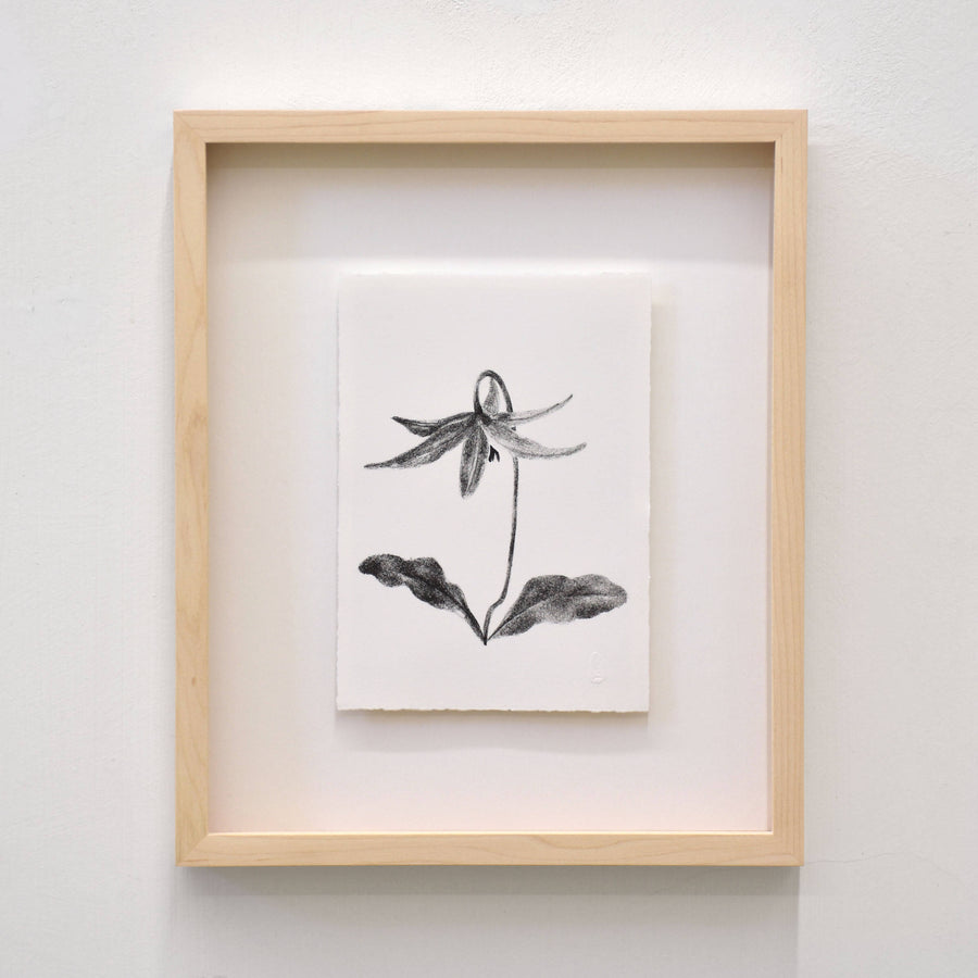 Erythronium, par Julie Bellavance. Dessin d’une fleur du printemps des Jardins de Métis. Lithographie, tirage limité. Noir sur blanc.
