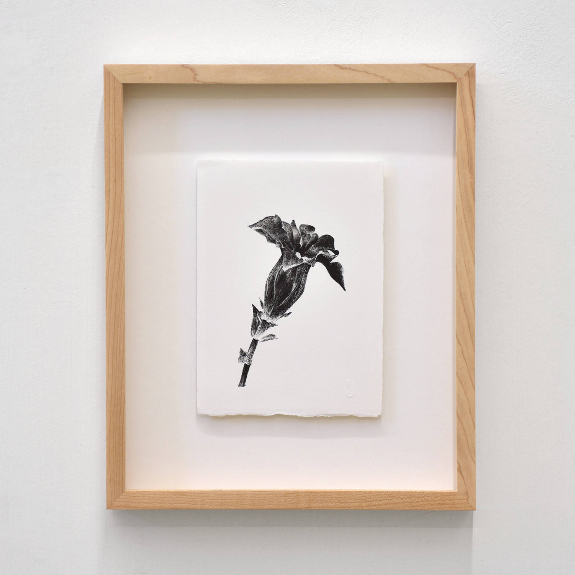 Gentiane, par Julie Bellavance. Dessin d’une fleur du printemps des Jardins de Métis. Lithographie, tirage limité. Noir sur blanc.