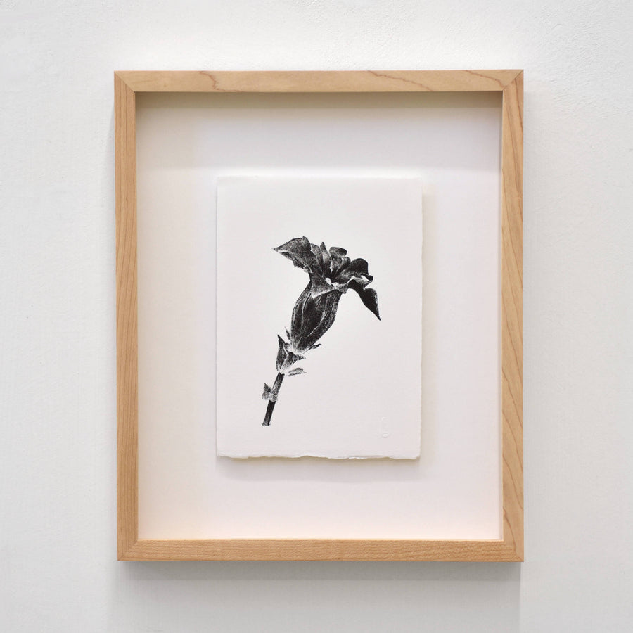 Gentiane, par Julie Bellavance. Dessin d’une fleur du printemps des Jardins de Métis. Lithographie, tirage limité. Noir sur blanc.