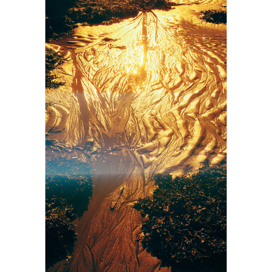 Gingko marin, par Éva-Maude TC. Photographie contemporain sur pellicule 35 mm. Lumière dorée du soleil sur le sable à marée basse. Encadrement noir.