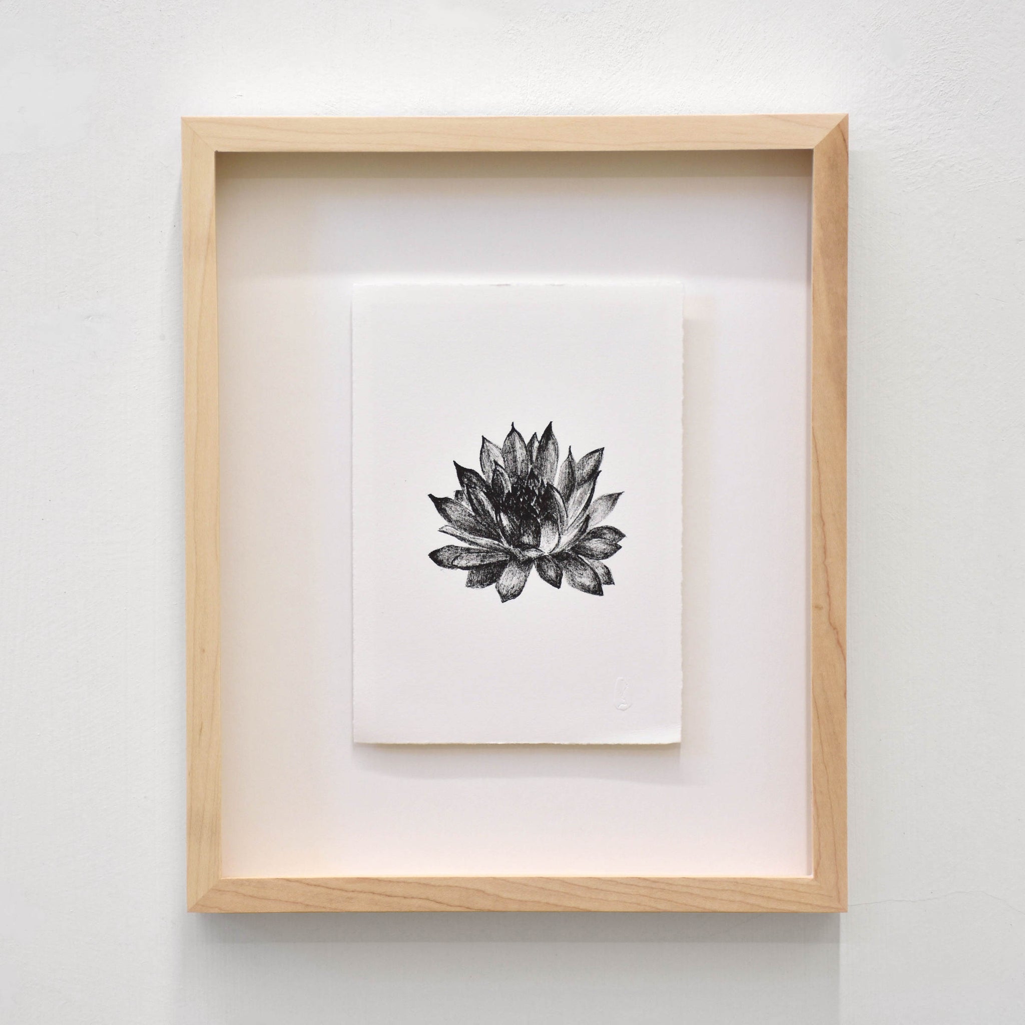 Joubarbe des toits, par Julie Bellavance. Dessin d’une fleur du printemps des Jardins de Métis. Lithographie, tirage limité. Noir sur blanc.