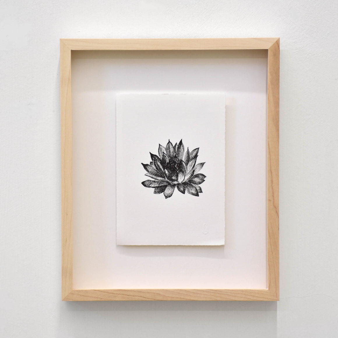 Joubarbe des toits, par Julie Bellavance. Dessin d’une fleur du printemps des Jardins de Métis. Lithographie, tirage limité. Noir sur blanc.