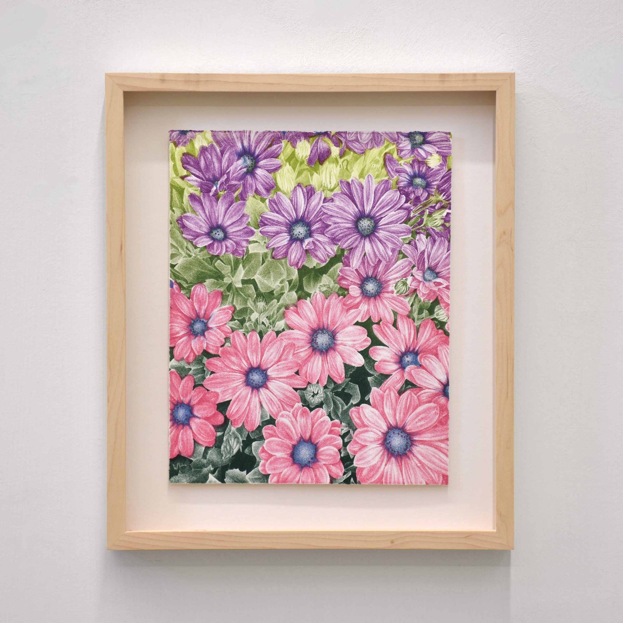 Marguerites du Cap I, par Julie Bellavance. Impression lithographique en trois couleurs de marguerites. Composition florale rose et mauve.
