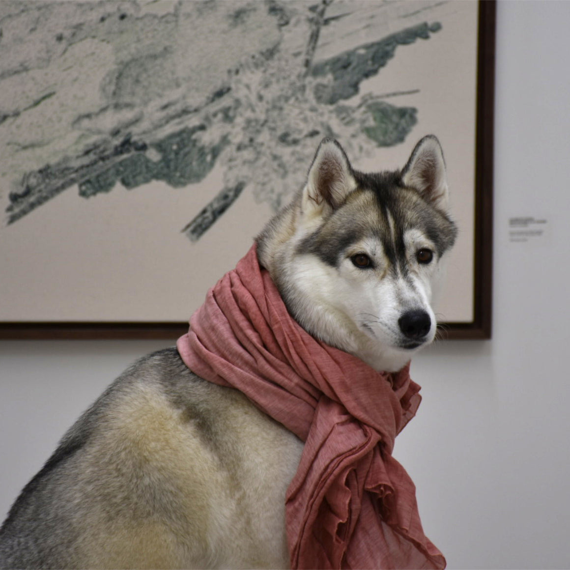 La mascotte de la galerie d’art contemporain Champagne & Paradis, une husky qui adore accueillir les visiteurs.