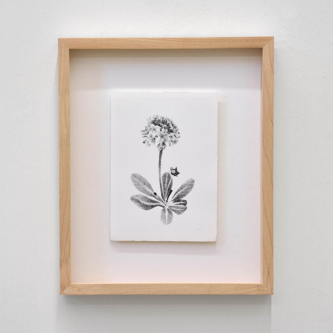 Primevère, par Julie Bellavance. Dessin d’une fleur du printemps des Jardins de Métis. Lithographie, tirage limité. Noir sur blanc.