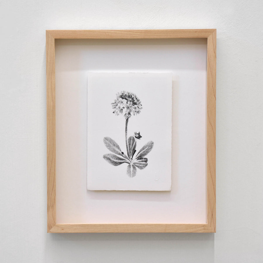 Primevère, par Julie Bellavance. Dessin d’une fleur du printemps des Jardins de Métis. Lithographie, tirage limité. Noir sur blanc.