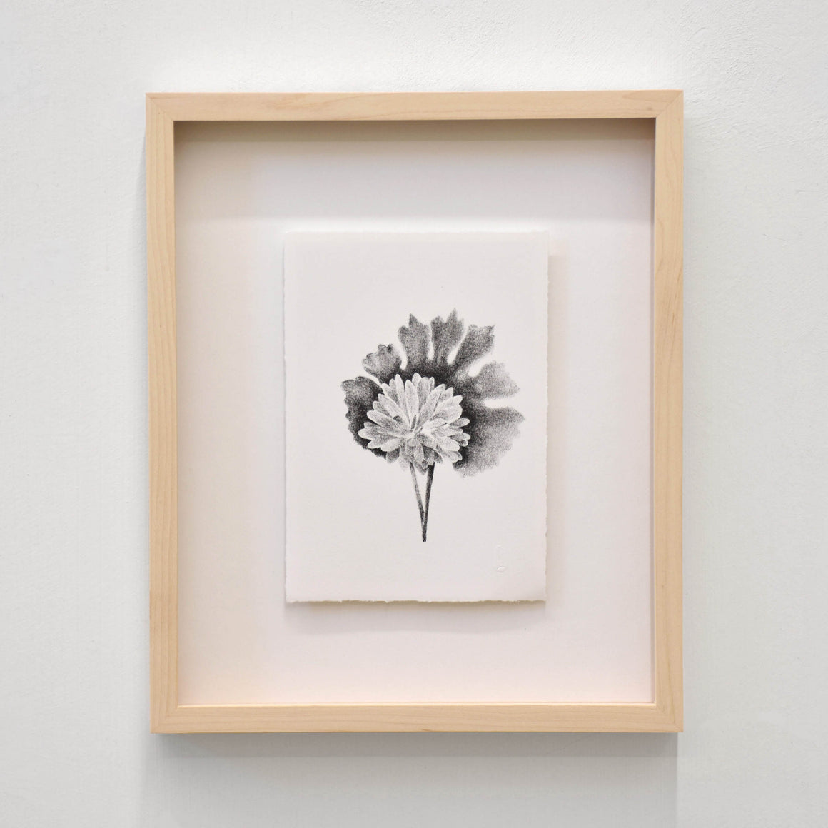 Sanguinaire du Canada, par Julie Bellavance. Dessin d’une fleur du printemps des Jardins de Métis. Lithographie, tirage limité. Noir sur blanc.