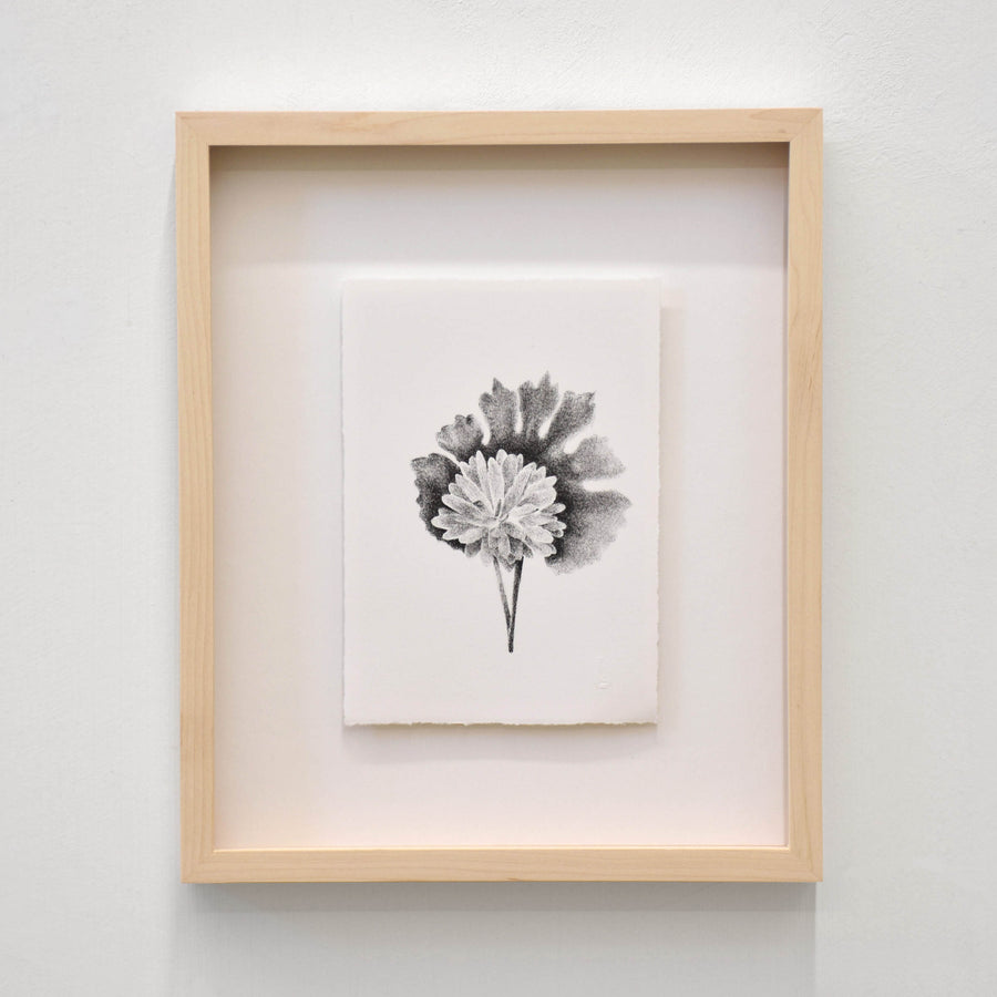 Sanguinaire du Canada, par Julie Bellavance. Dessin d’une fleur du printemps des Jardins de Métis. Lithographie, tirage limité. Noir sur blanc.