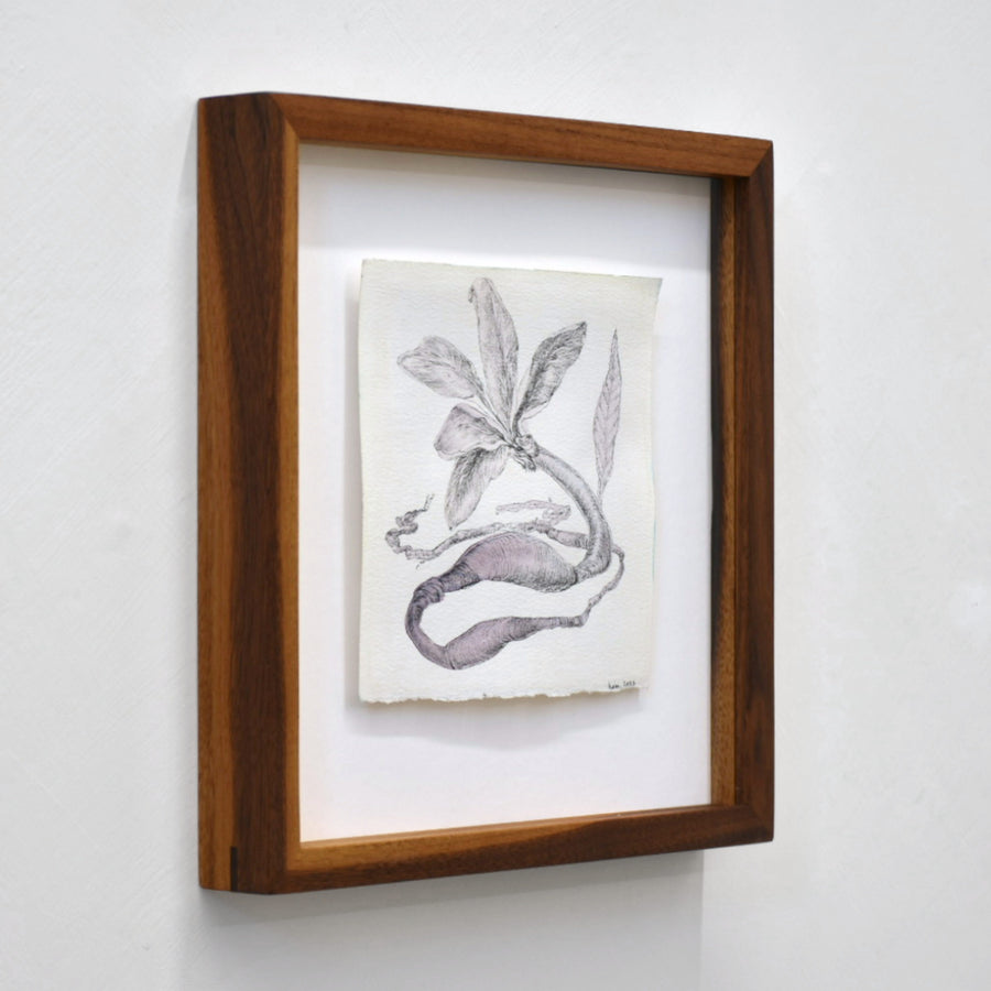 Illustration botanique à l’encre et à l’aquarelle par Andréanne Le. Hudon. Un serpent-fleur dans les teintes de lilas. Encadrement en noyer.