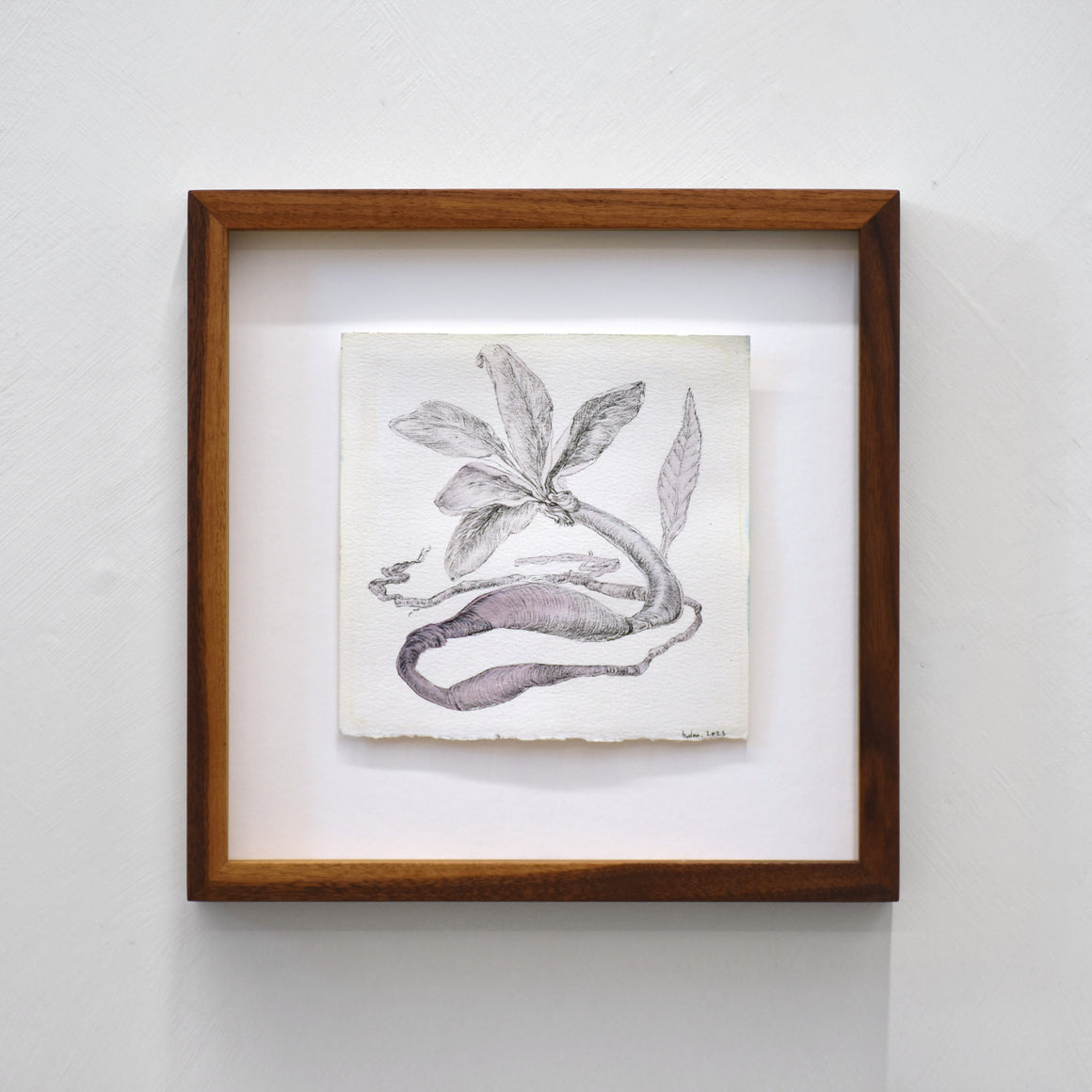 Illustration botanique à l’encre et à l’aquarelle par Andréanne Le. Hudon. Un serpent-fleur dans les teintes de lilas. Encadrement en noyer.