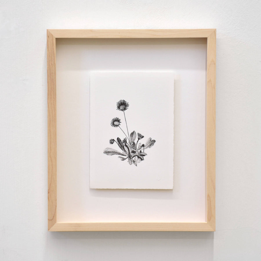 Pâquerette, par Julie Bellavance. Dessin d’une fleur du printemps des Jardins de Métis. Lithographie, tirage limité. Noir sur blanc.