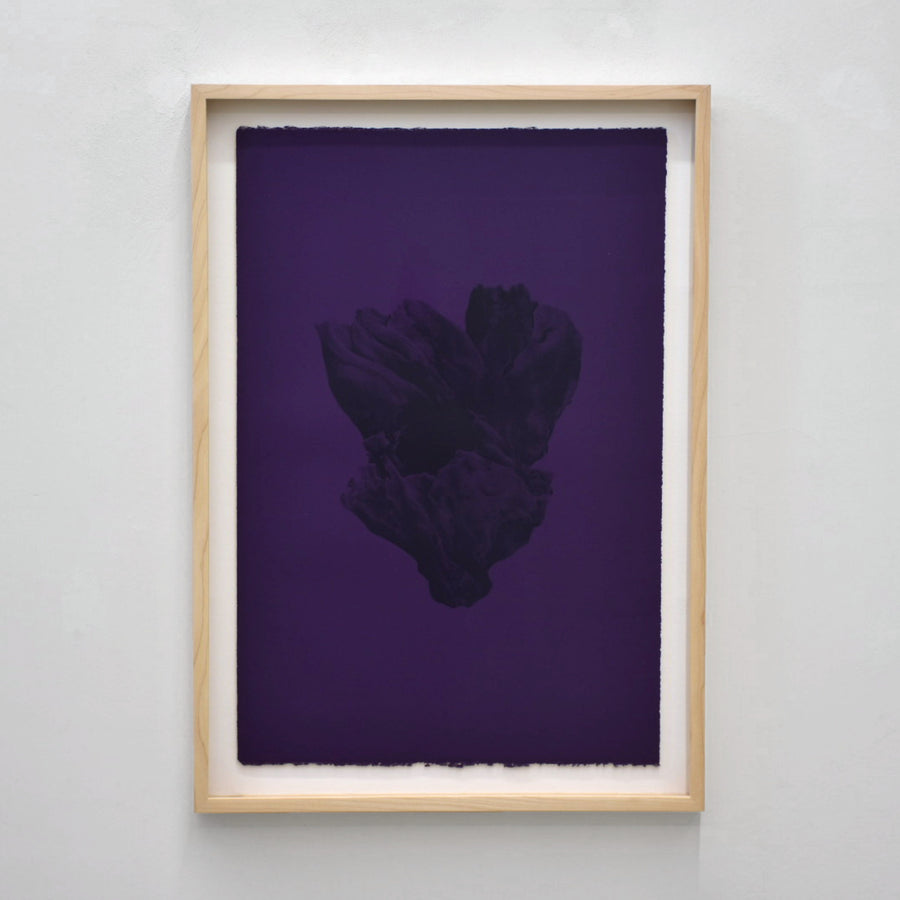 Balanomorpha II de Julie Bellavance. Impression lithographique d’une balane noire sur fond mauve. Cadre en érable.