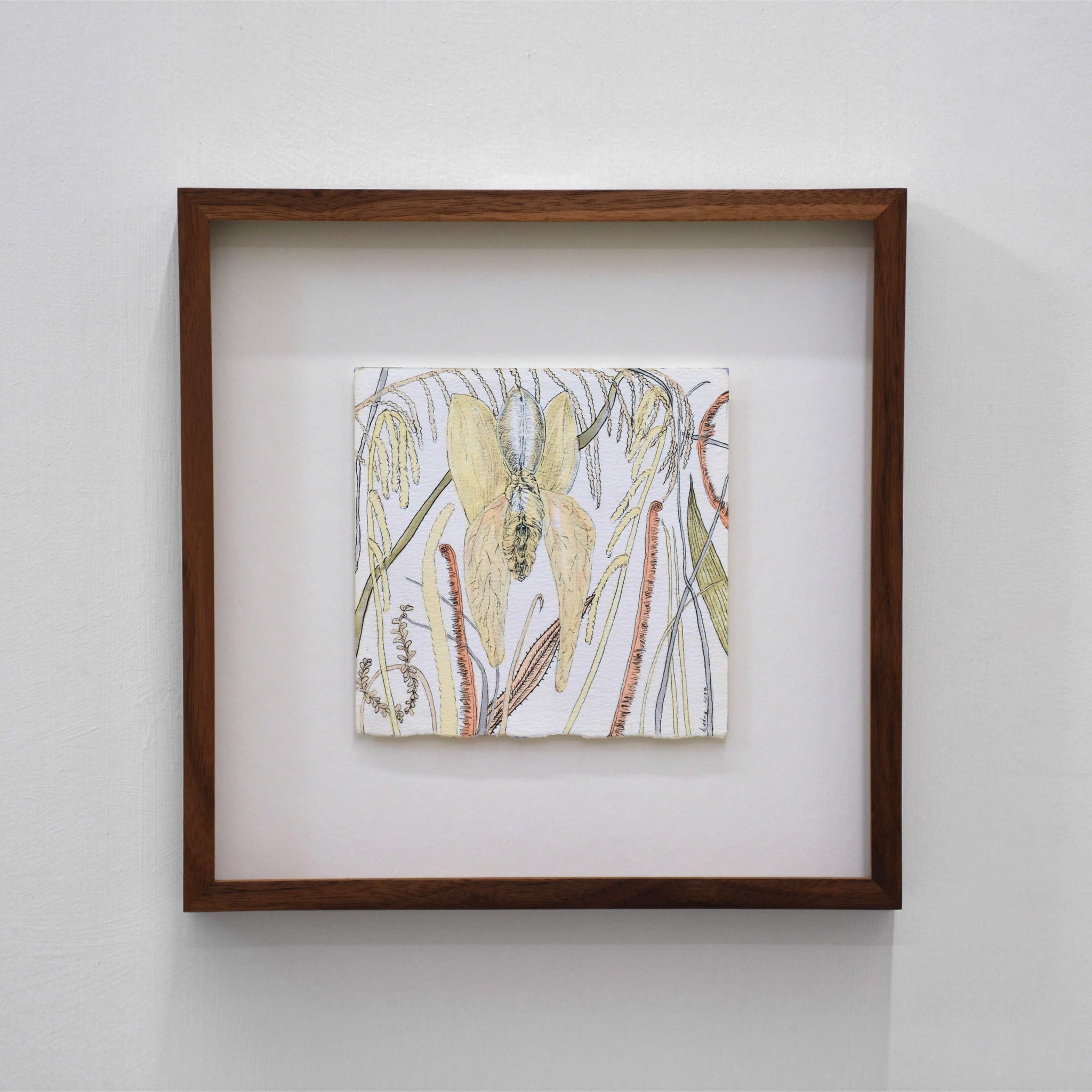 Le Jardin des délices, par Andréanne Le. Hudon. Encre et aquarelle sur papier, 6,5” x 6,5”, 2022. Cadre en noyer. Fleur d’orchidée, vulve.