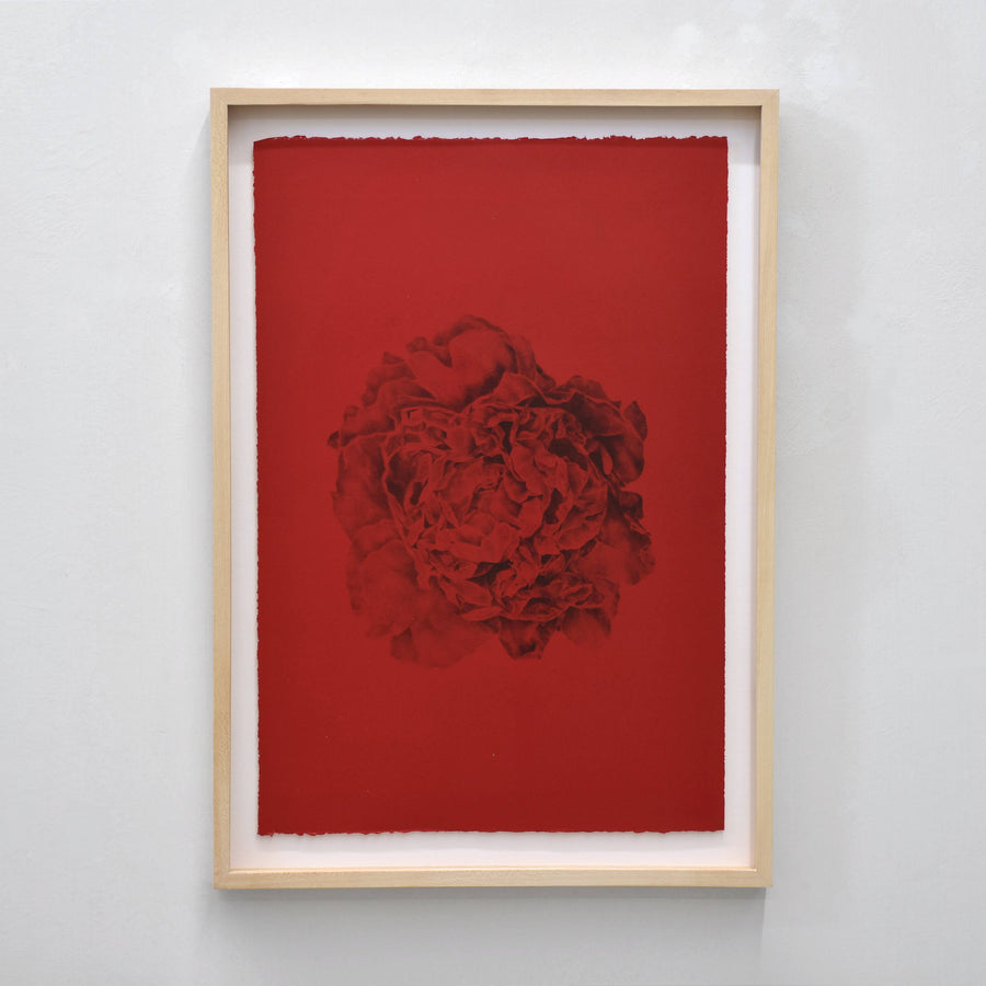 Paeonia, de Julie Bellavance. Lithographie sur papier Zerkall blanc. Pivoine noire sur fond rouge. Cadre en érable.