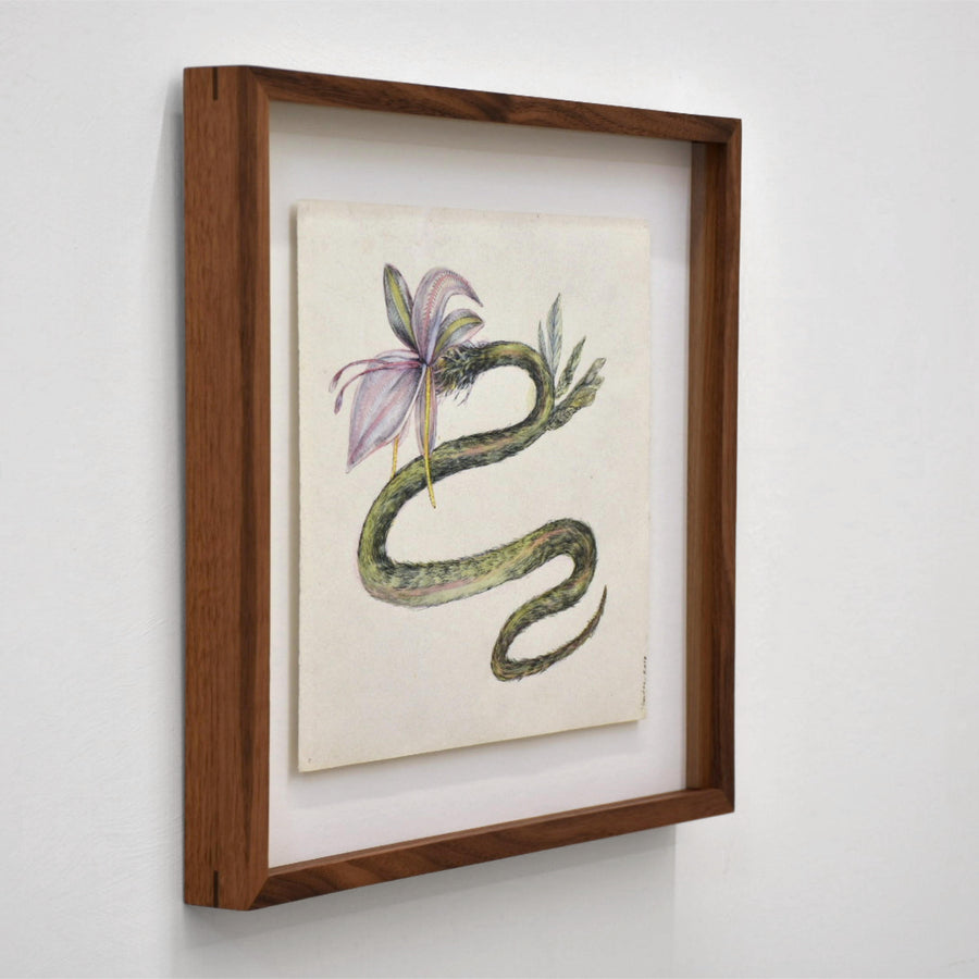 Serpent-fleur (Lilium serpentes), par Andréanne Le. Hudon. Encre et aquarelle sur papier, 10” x 10,5”, cadre en noyer. Illustration surréalite d’un serpent avec feuilles et tête en fleur.