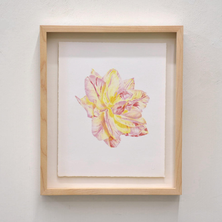 Tulipa Peptalk
