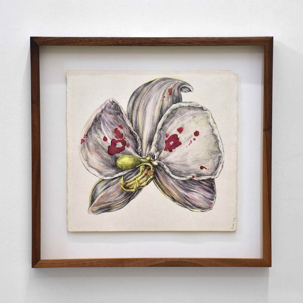 Orchidaceae (portrait) — 10” x 10,5”