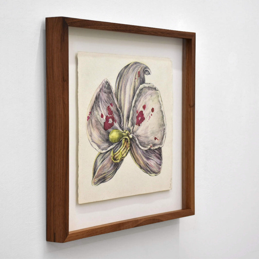 Orchidaceae (portrait), par Andréanne Le. Hudon. Encre et aquarelle sur papier, 10” x 10,5”, cadre en noyer. Portrait d’une orchidée avec dents et taches rouges.
