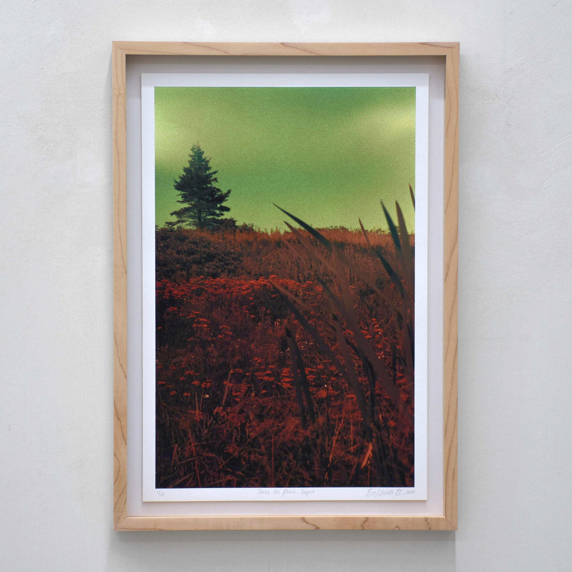 Sèche les fleurs, Gaspésie, par Éva-Maude TC. Photographie sur pellicule 35 mm, herbes hautes rouges et ciel vert.