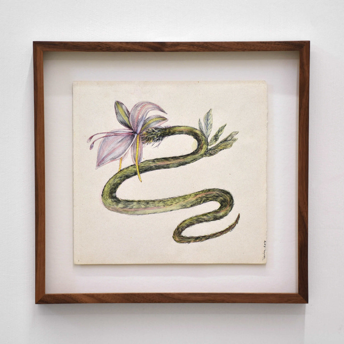 Serpent-fleur (Lilium serpentes), par Andréanne Le. Hudon. Encre et aquarelle sur papier, 10” x 10,5”, cadre en noyer. Illustration surréalite d’un serpent avec feuilles et tête en fleur.
